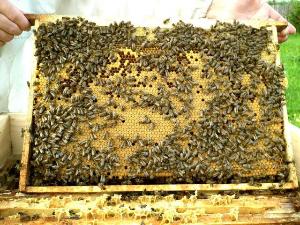 Продам пчёлопакеты.  пчелопакеты-2.jpg
